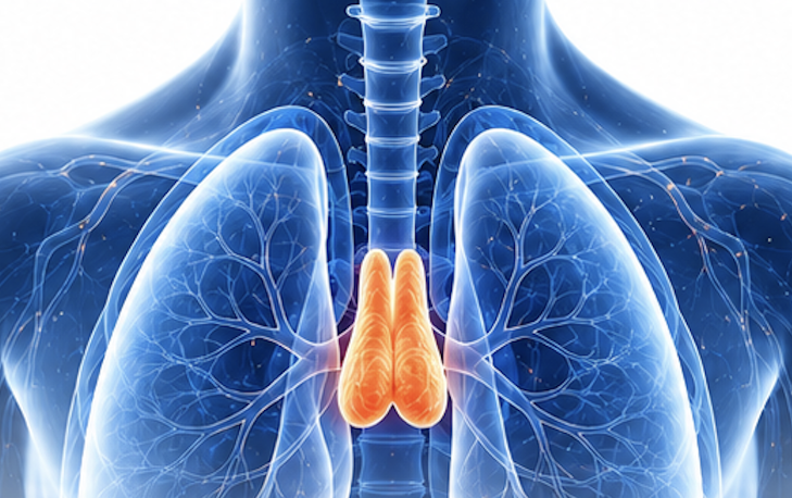 Anatomical illustration showing the thymus between the lungs